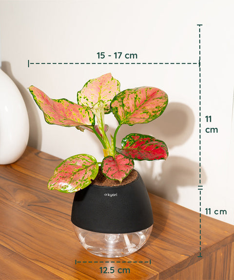 Aglaonema Pink Valentine Plant With Nova Self Watering Pot