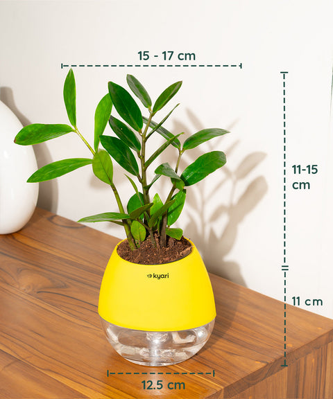 Zamia Green - ZZ Plant With Nova Self Watering Pot