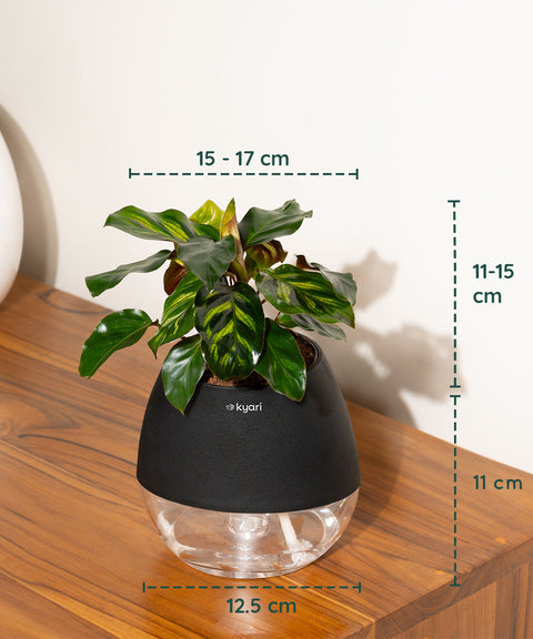 Peacock Plant With Nova Self Watering Pot