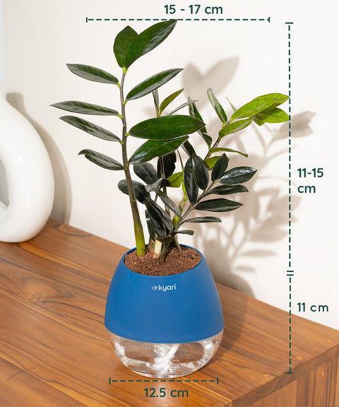 ZZ - Zamia Black Plant Nova