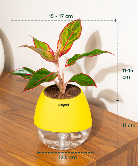 Aglaonema Lipstick Plant With Nova Self Watering Pot