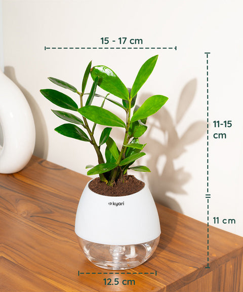 Zamia Green - ZZ Plant With Nova Self Watering Pot