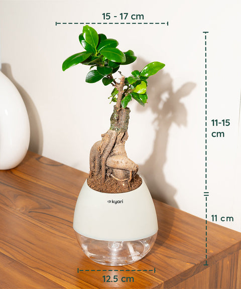 Lucky Bonsai Plant With Nova Self Watering Pot