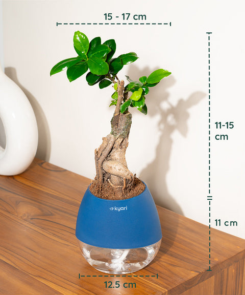 Lucky Bonsai Plant With Nova Self Watering Pot