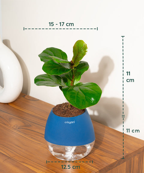 Fiddle Fig Plant With Nova Self Watering Pot