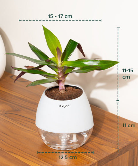 Oyster Plant With Nova Self Watering Pot