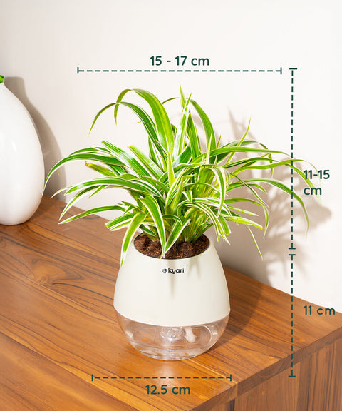 Spider Plant With Nova Self Watering Pot