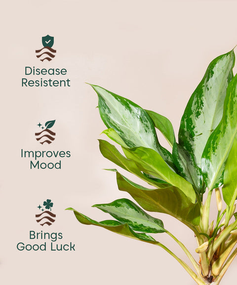 Aglaonema Ice with Extra Large Metal Self Watering Pot Bonanza