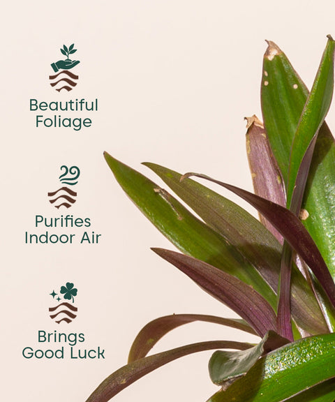 Oyster Plant With Self Watering Pot - Cred offer
