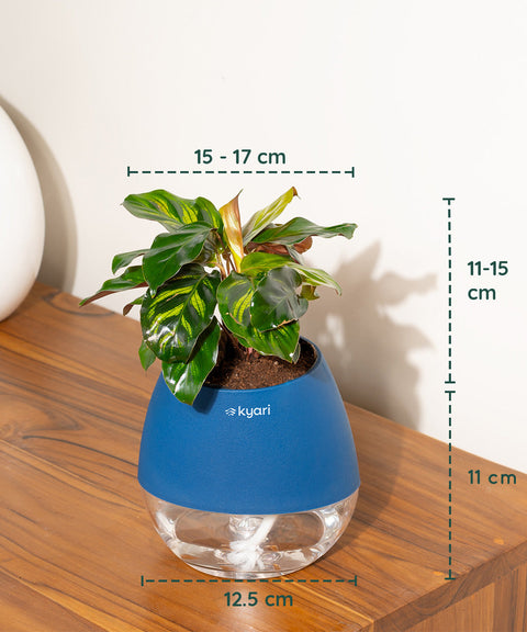 Peacock Plant With Nova Self Watering Pot