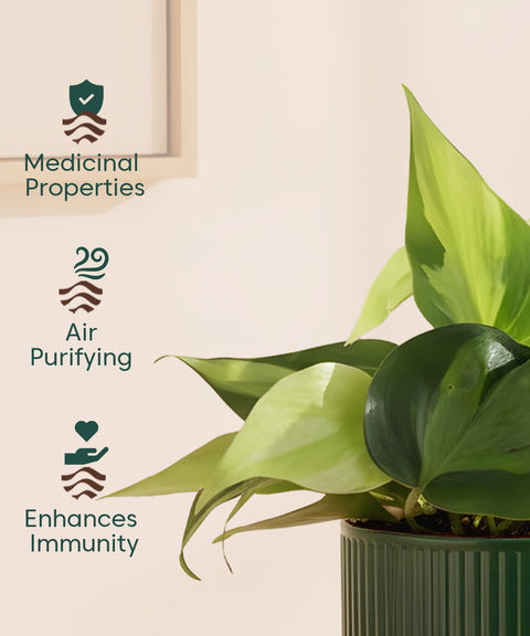 Philodendron Oxycardium Variegated Plant With Mylo Planter