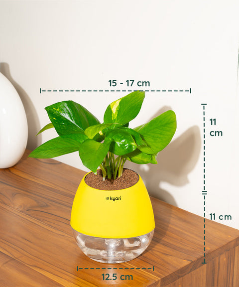 Money Variegated Plant With Nova Self Watering Pot