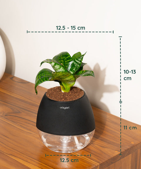 Green Snake Plant With Nova Self Watering Pot