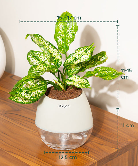 Aglaonema Snow White Plant With Nova Self Watering Pot