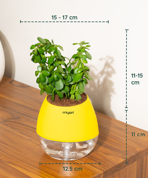 Lucky Jade Plant With Nova Self Watering Pot