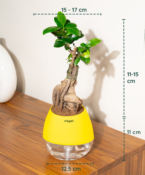 Lucky Bonsai Plant With Nova Self Watering Pot
