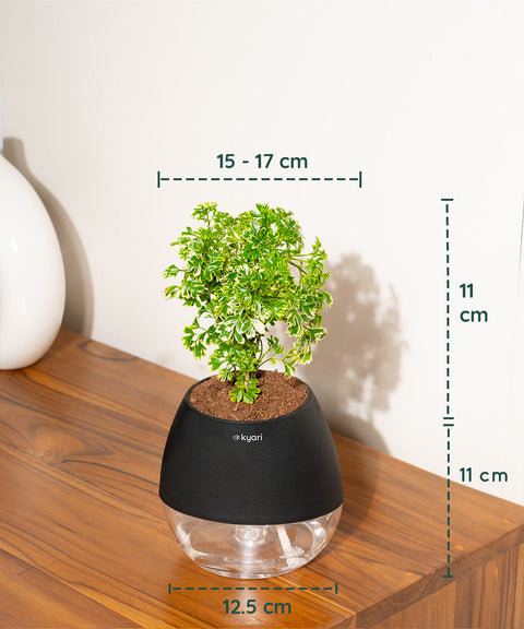 Aralia Variegated Plant With Nova Self Watering Pot