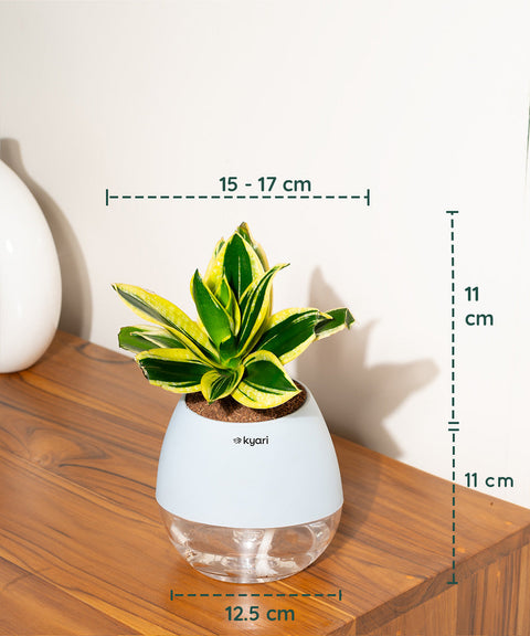 Golden Hahnii Snake Plant With Nova Self Watering Pot
