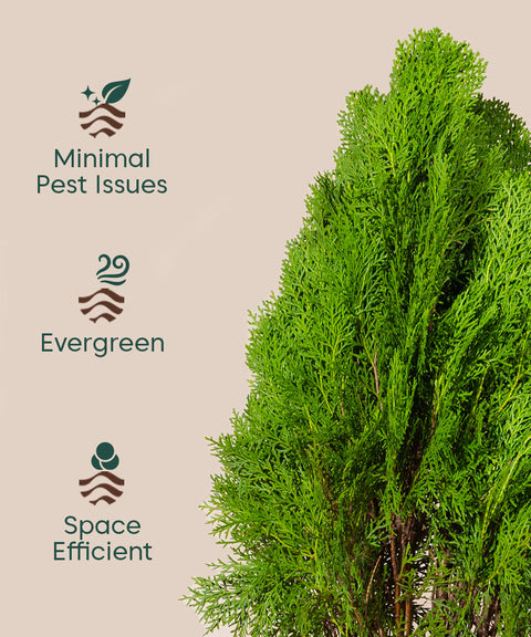 Thuja Plant with Large Metal Self Watering Pot