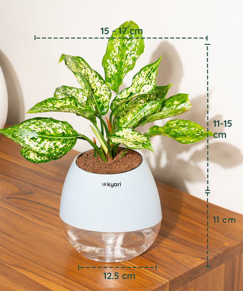 Aglaonema Snow White Plant With Nova Self Watering Pot