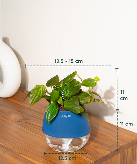 Philodendron Micans Plant With Self Watering Pot (Copy)