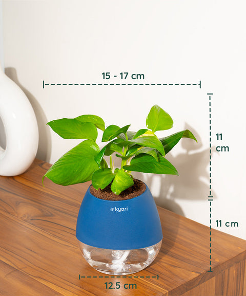 Golden Money Plant With Nova Self Watering Pot
