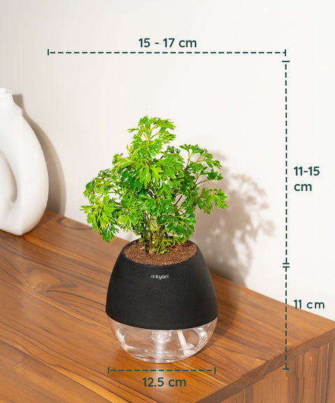 Aralia Green Plant With Nova Self Watering Pot