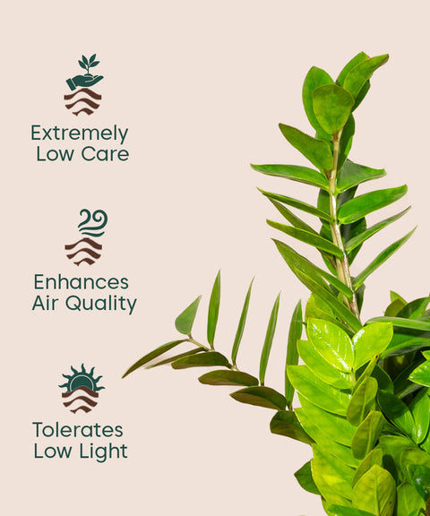 ZZ Green with Large Metal Self Watering Pot Bonanza