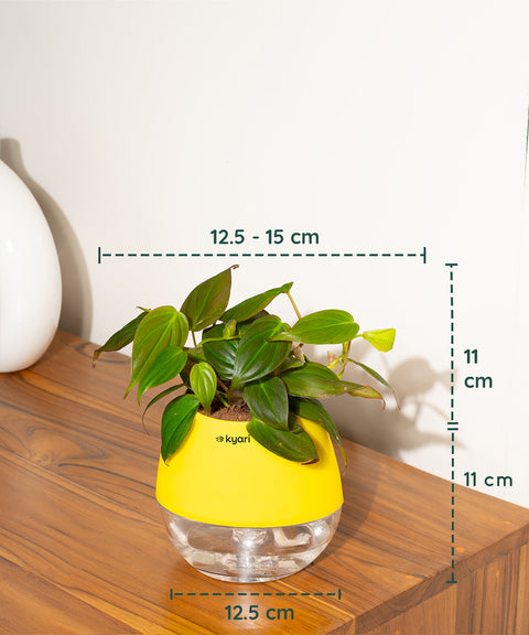 Philodendron Micans Plant With Self Watering Pot (Copy)