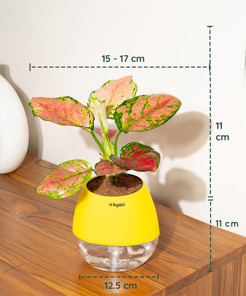 Aglaonema Pink Valentine Plant With Nova Self Watering Pot