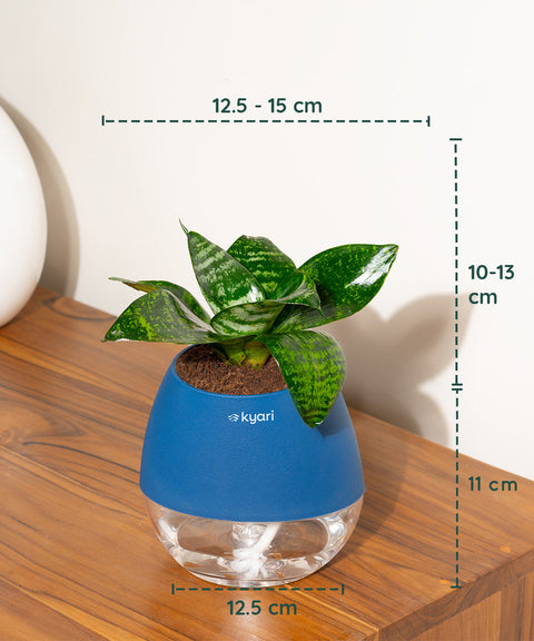 Green Snake Plant With Nova Self Watering Pot