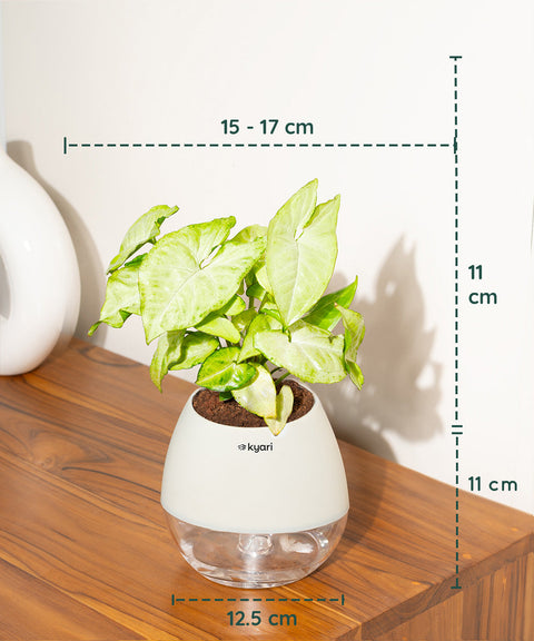 Syngonium Pixie White Plant With Nova Self Watering Pot