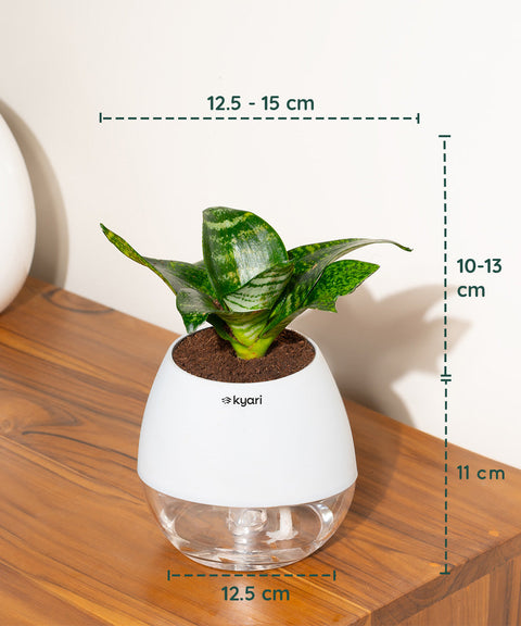 Green Snake Plant With Nova Self Watering Pot