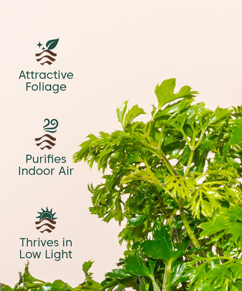 Aralia Green Plant With Self Watering Pot - Cred
