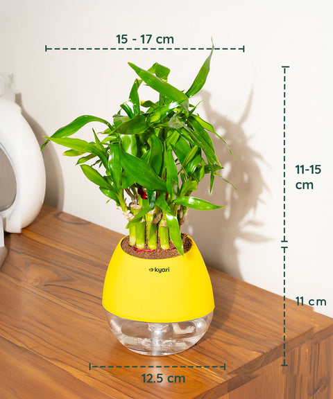 Lucky Bamboo Plant With Nova Self Watering Pot