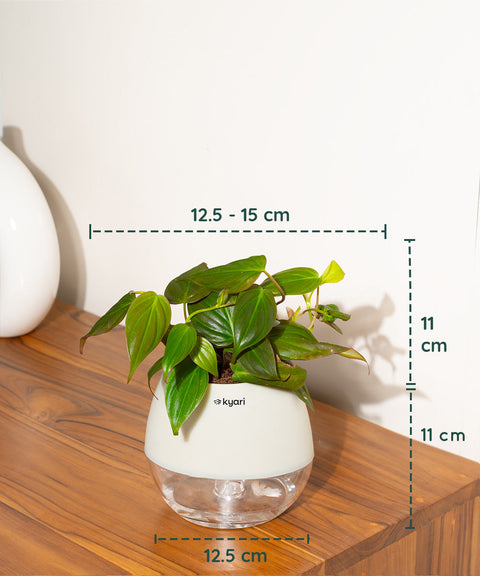 philodendron micans watering Philodendron Micans Plant With Self Watering Pot (Copy)