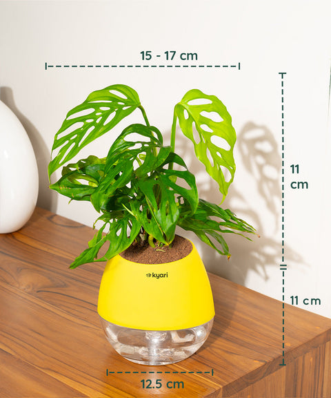 Philodendron Broken Heart Plant With Nova Self Watering Pot