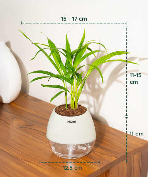 Areca Palm Plant With Nova Self Watering Pot