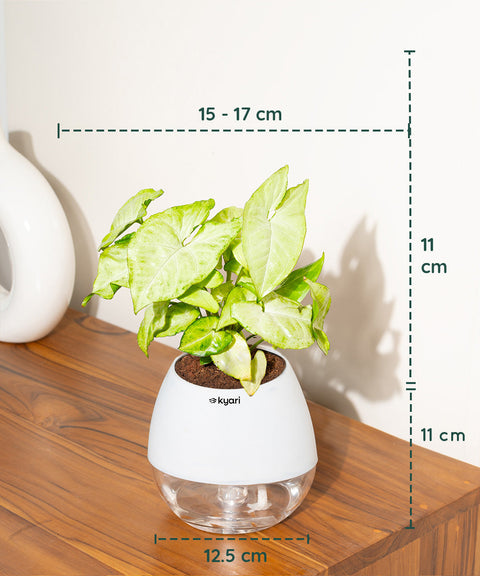 Syngonium Pixie White Plant With Nova Self Watering Pot