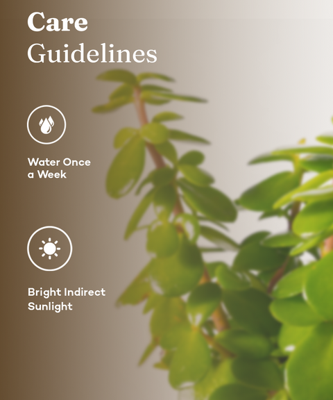 Lucky Jade Plant With Grow Pot - Paytm Exclusive