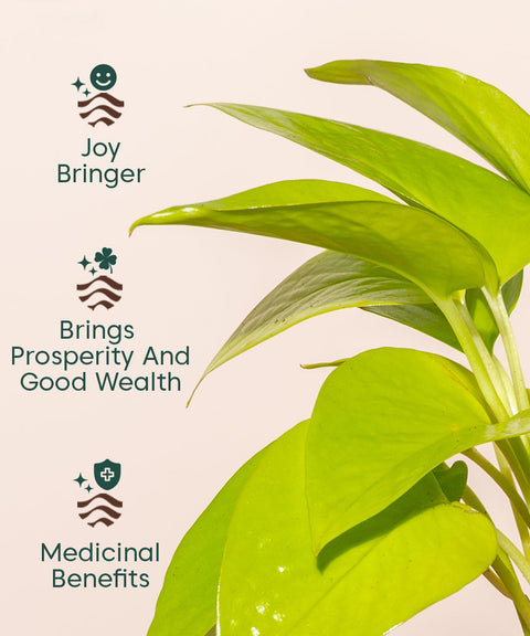 Golden Money Plant