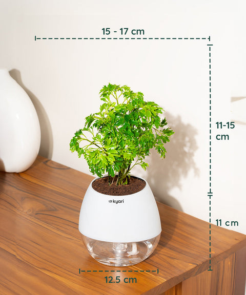 Aralia Green Plant With Nova Self Watering Pot