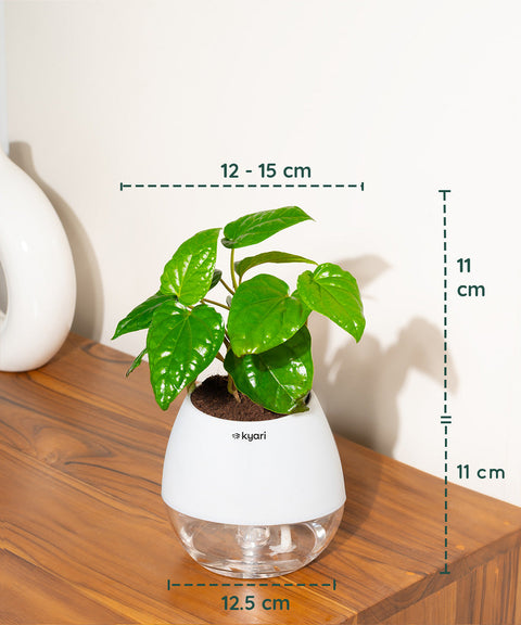 Betel Leaf Plant With Nova Self Watering Pot