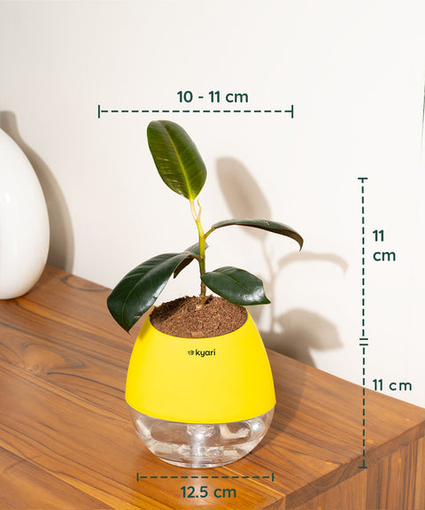 Black Rubber Plant with Self Watering Pot