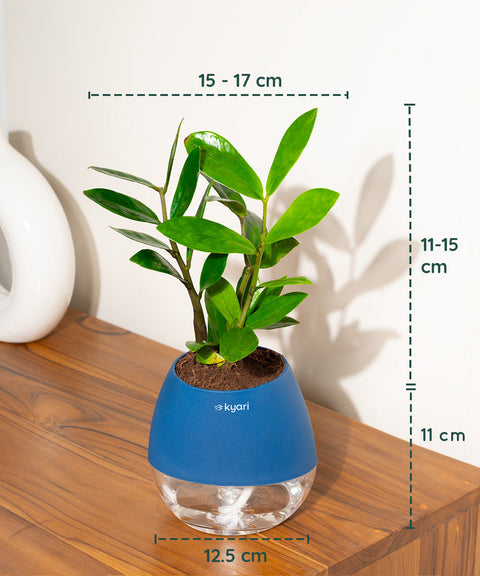 Zamia Green - ZZ Plant With Nova Self Watering Pot