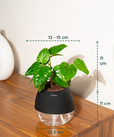 Betel Leaf Plant With Nova Self Watering Pot