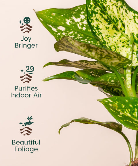 Aglaonema Snow White Plant with Self Watering Pot - Paytm