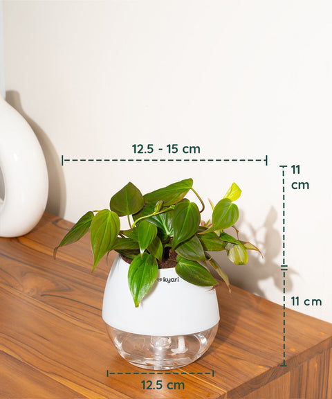 Philodendron Micans Plant With Self Watering Pot (Copy)