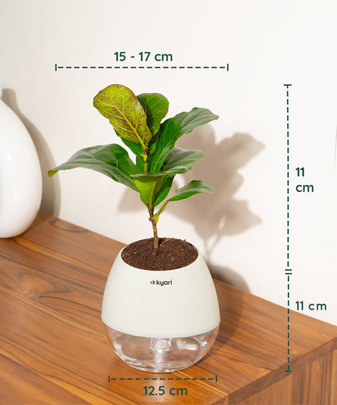 Fiddle Fig Plant With Nova Self Watering Pot