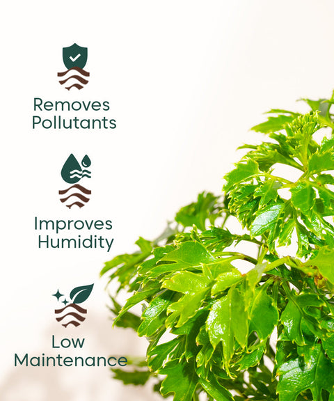 Aralia Green Plant With Nova Self Watering Pot